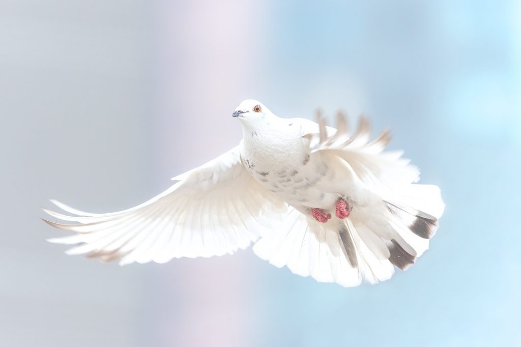 paz y amor